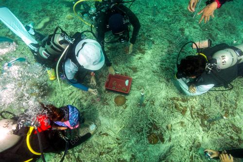 RESTORASI KARANG AQUARIA