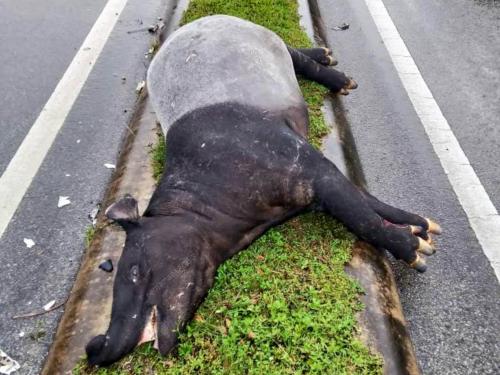 TAPIR MATI DILANGGAR
