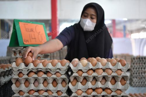 TELUR AYAM
