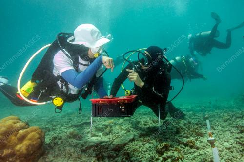 RESTORASI KARANG AQUARIA