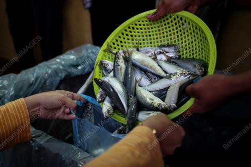 IKAN SELAYANG 20 SEN