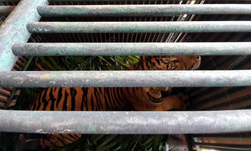 HARIMAU