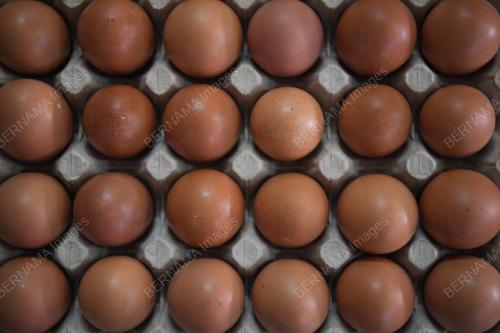 TELUR AYAM