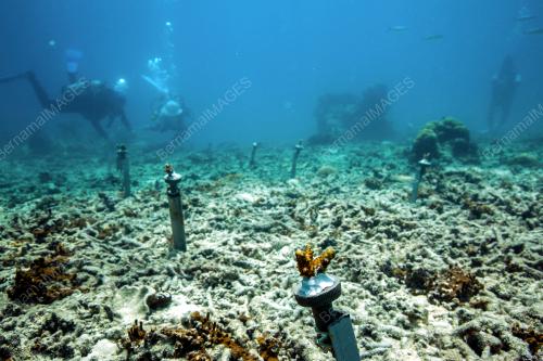 RESTORASI KARANG AQUARIA