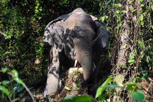 GAJAH JANTAN