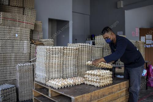 TELUR AYAM