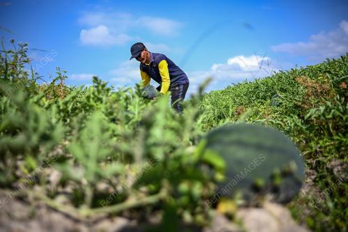 REZEKI PETANI MUSIM RAMADAN