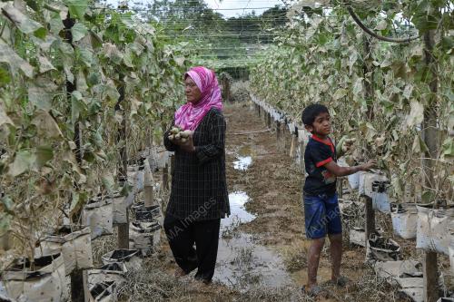 TANAMAN ROSAK BANJIR