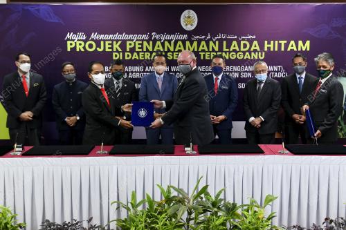 PROJEK PENANAMAN LADA HITAM