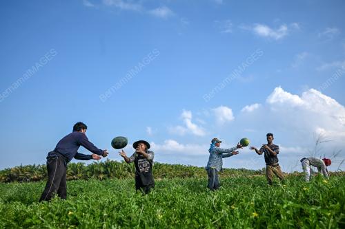REZEKI PETANI MUSIM RAMADAN