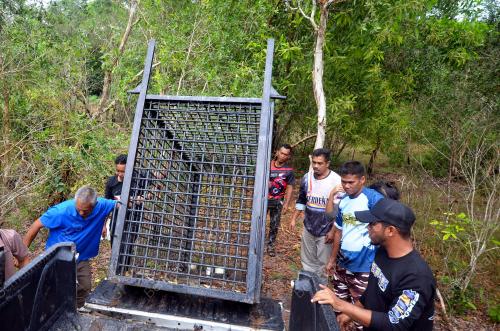 PASANG PERANGKAP BERUANG