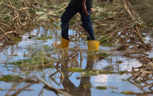 TANAMAN ROSAK AKIBAT BANJIR