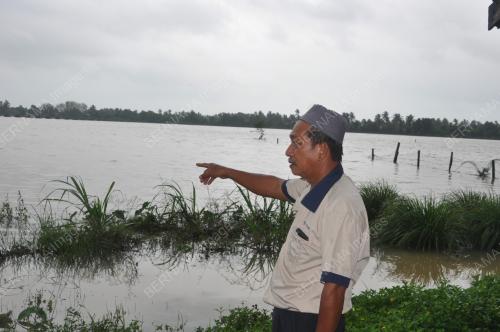SAWAH BANJIR