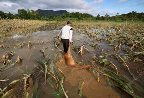 TANAMAN ROSAK AKIBAT BANJIR