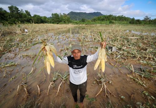 TANAMAN ROSAK AKIBAT BANJIR