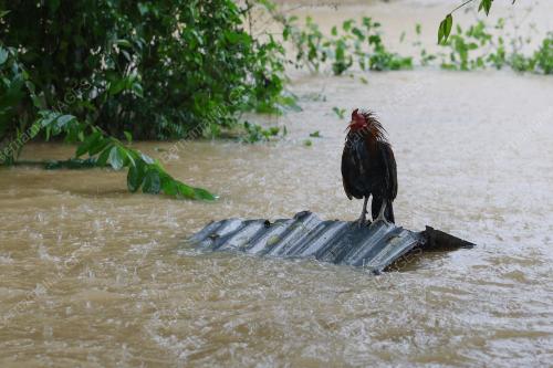 BANJIR_TERENGGANU