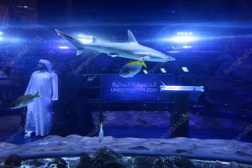 DUBAI MALL AQUARIUM