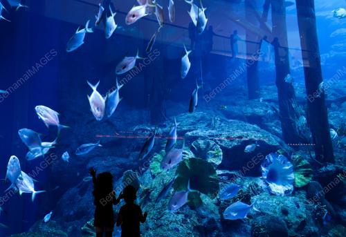 DUBAI MALL AQUARIUM