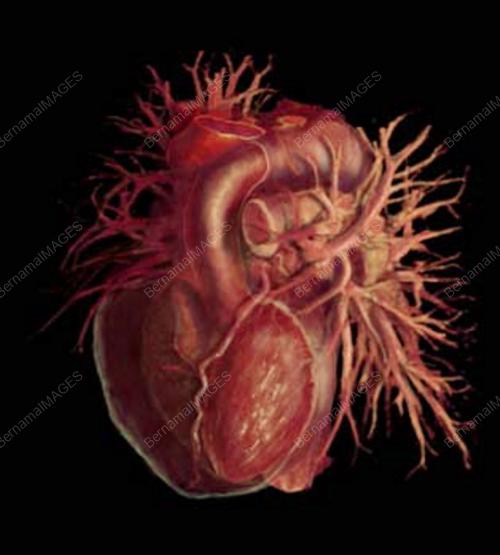 HEART EXHIBITION