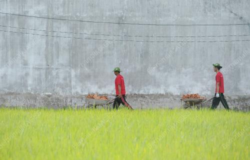 VET06_19072014_SISWA