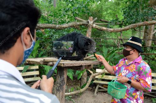 COVID-19: ThailandÃ•s Zoo