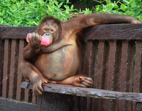 COVID-19: ThailandÃ•s Zoo