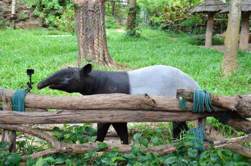 COVID-19: ThailandÃ•s Zoo